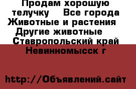 Продам хорошую телучку. - Все города Животные и растения » Другие животные   . Ставропольский край,Невинномысск г.